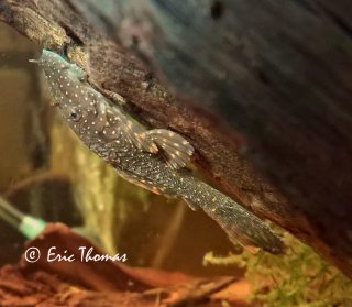 Ancistrus sp. Rio Ucayali